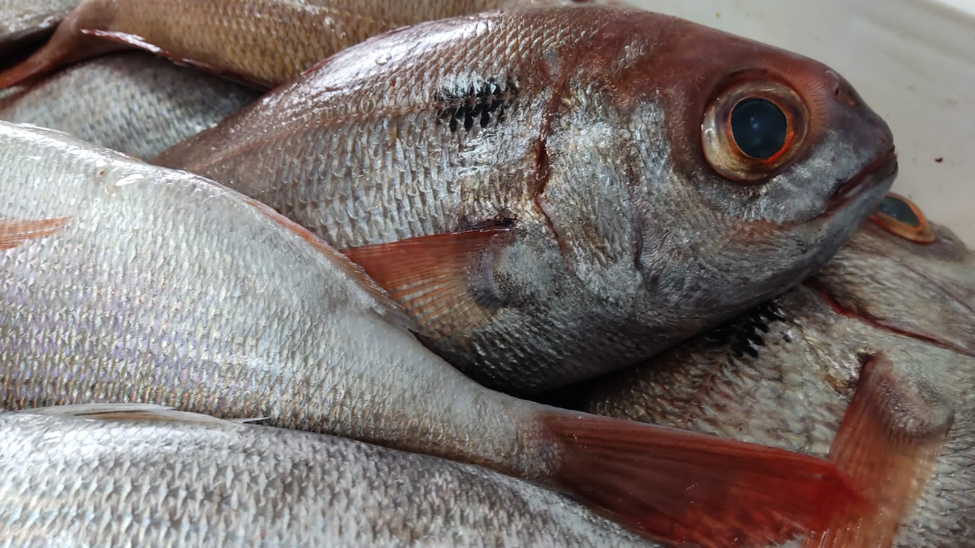 PESCADOS DE LAS MEJORES LONJAS